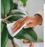 Wiping a plant leaf clean